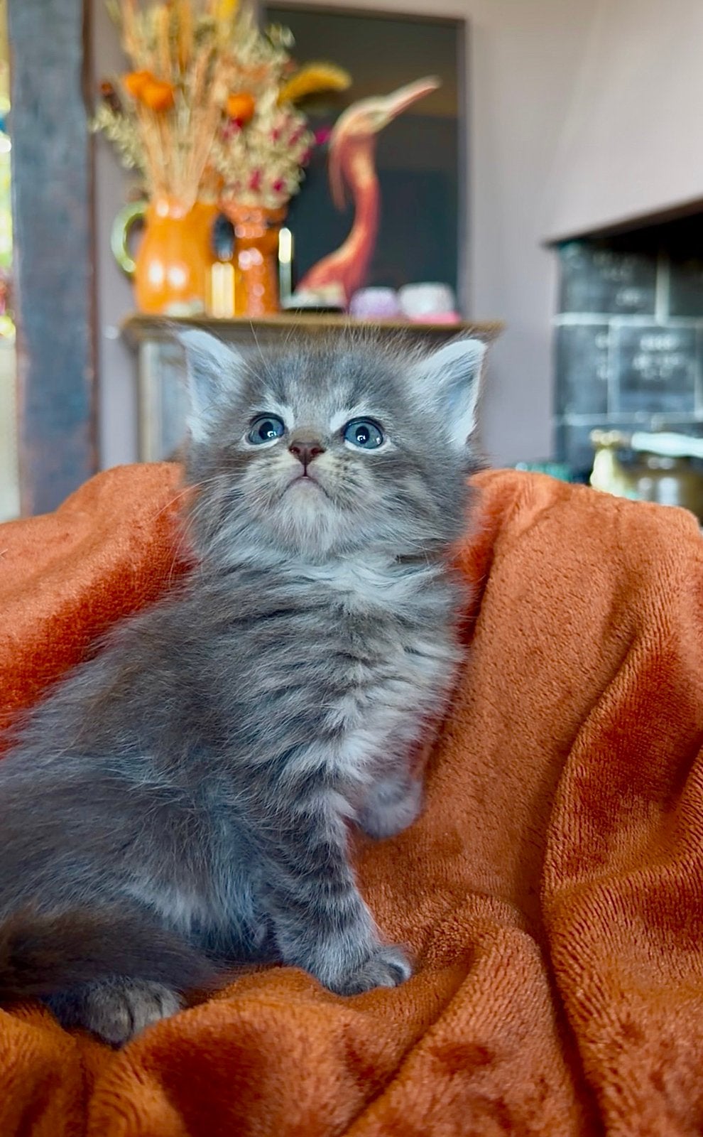 Prachtig nestje zuivere Ragdoll kittens, Dieren en Toebehoren, Meerdere dieren, Ontwormd