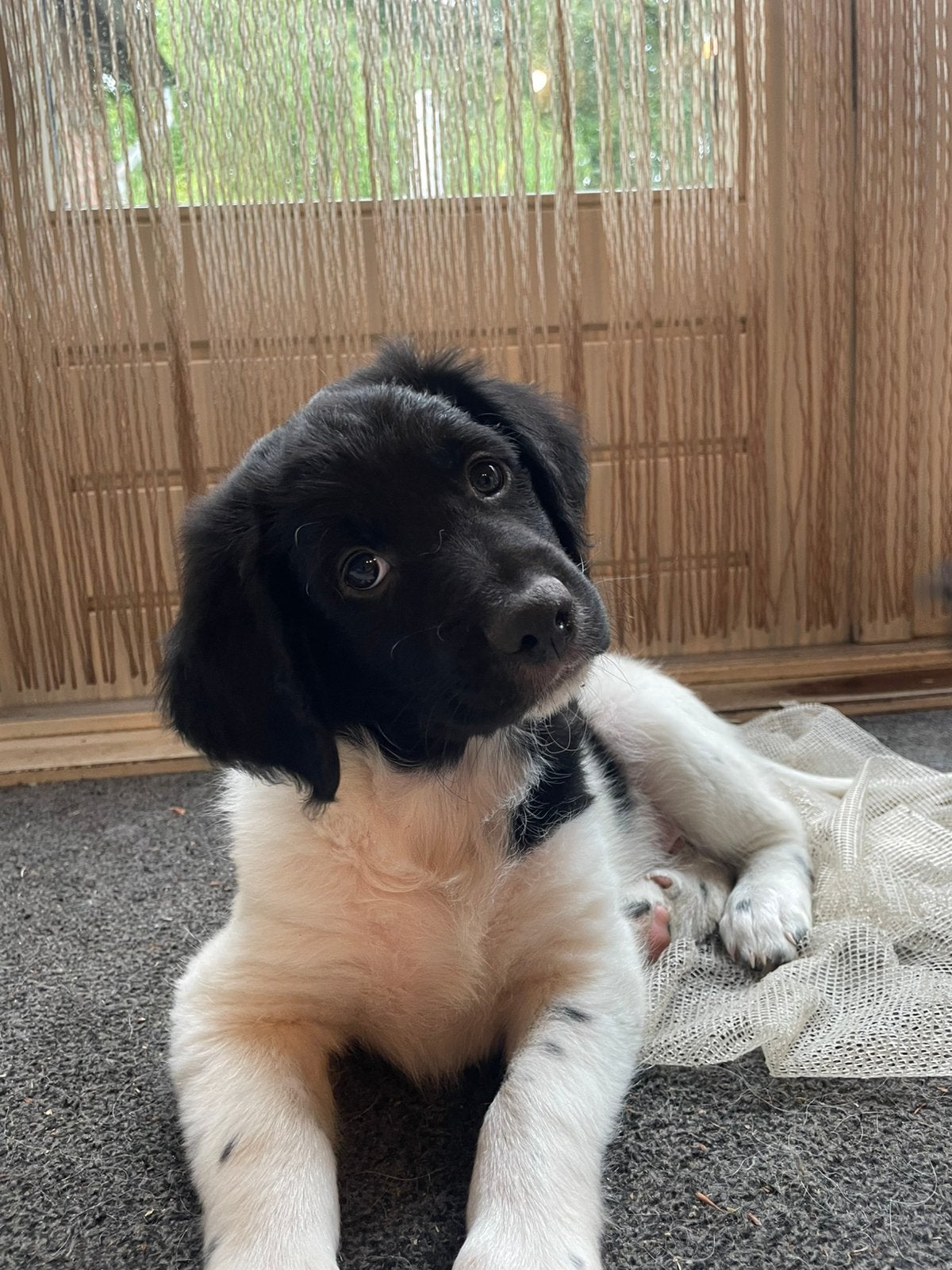 Hele vrolijke Friese Stabij X Border Collie pups, Parvo, 8 tot 15 weken, Meerdere, Meerdere dieren