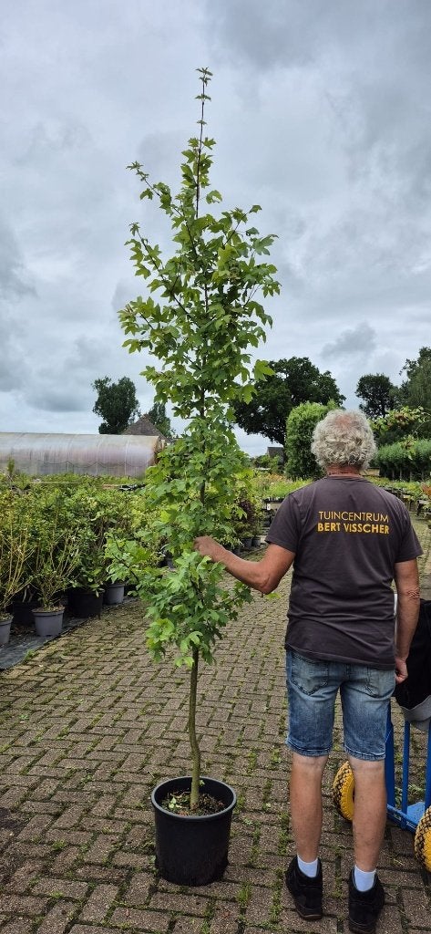 TE KOOP Acer campestre - Veldesdoorn, Bloeit niet, Halfschaduw, Overige soorten, 100 tot 250 cm