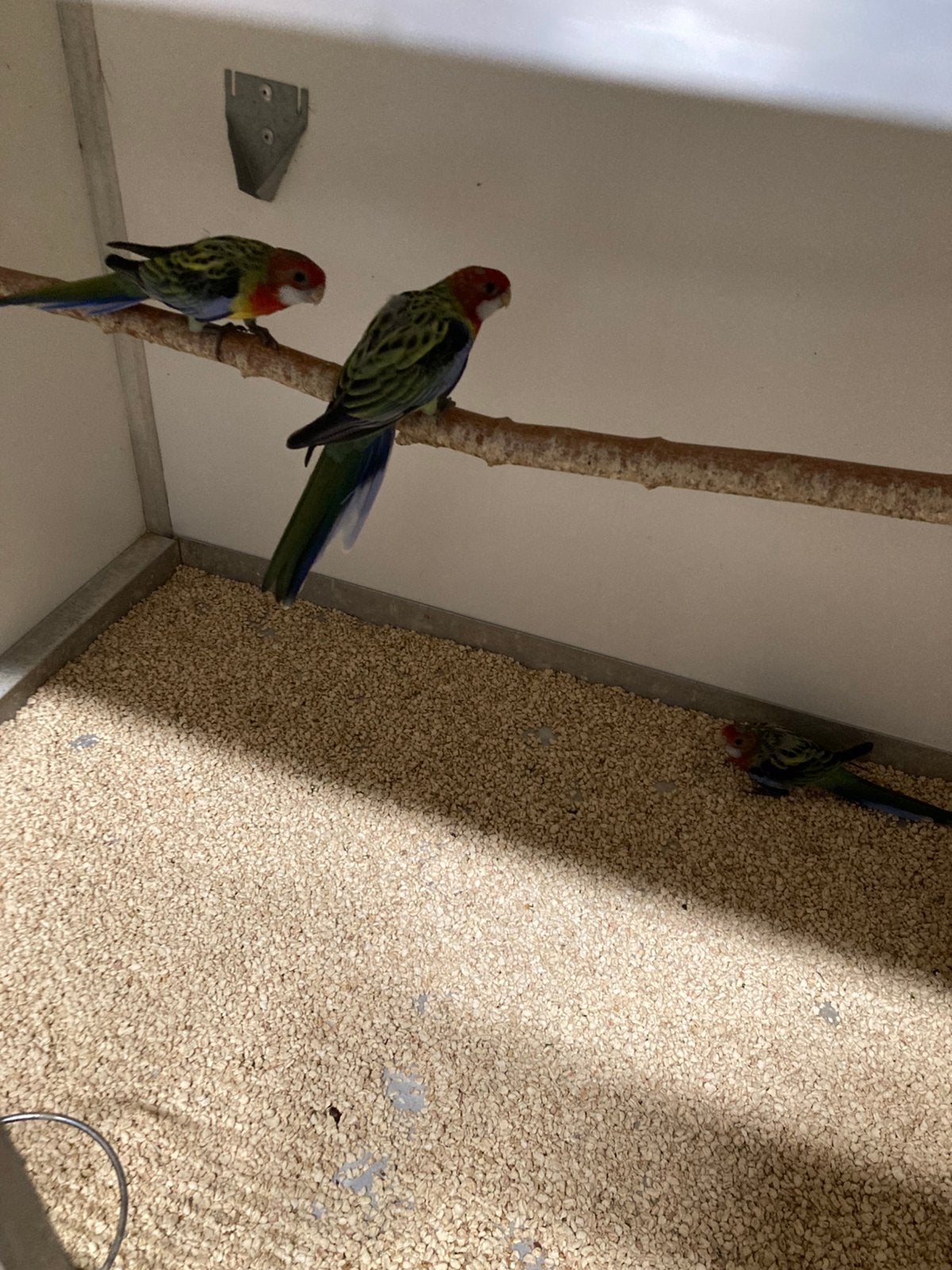 Prachtrosella’s, Meerdere dieren, Parkiet