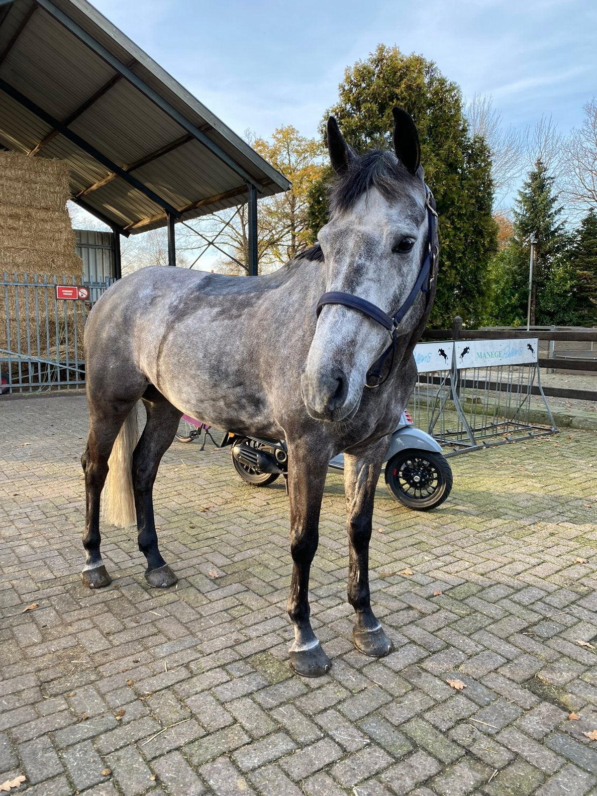 Paard/pony scheren, Dieren en Toebehoren, Ophalen of Verzenden