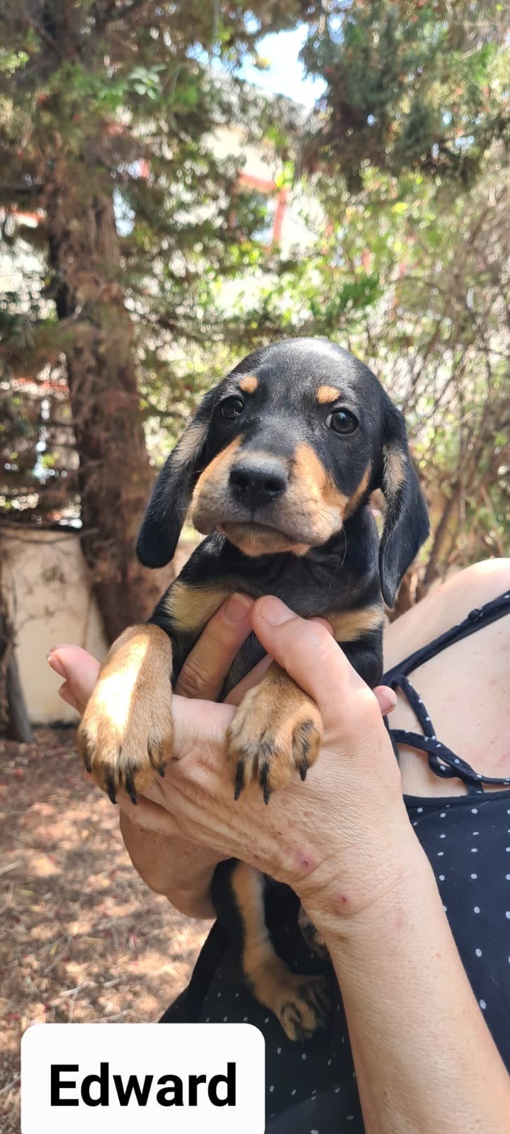 Edward verblijft in Cyprus, Dieren en Toebehoren, Honden | Niet-rashonden, 15 weken tot 1 jaar, Buitenland, Parvo, Eén hond