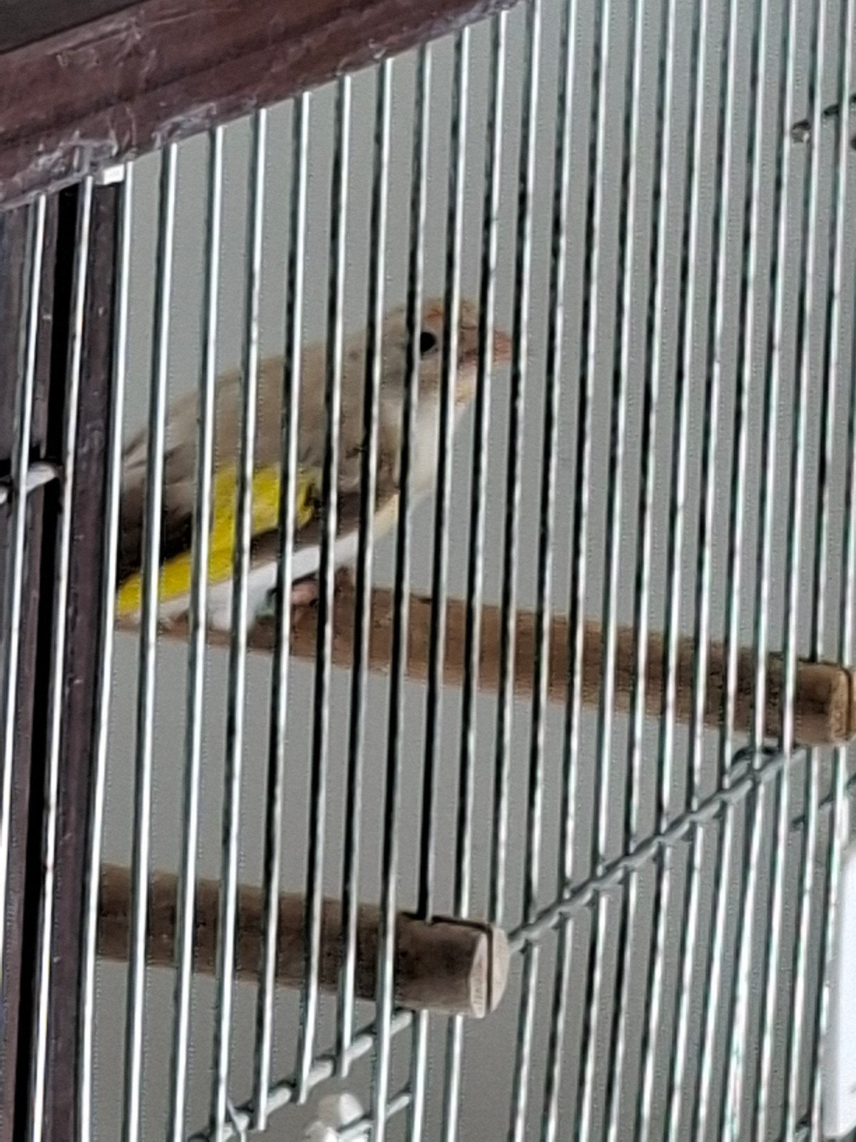satinet putter pop, Dieren en Toebehoren, Vrouwelijk, Bastaard