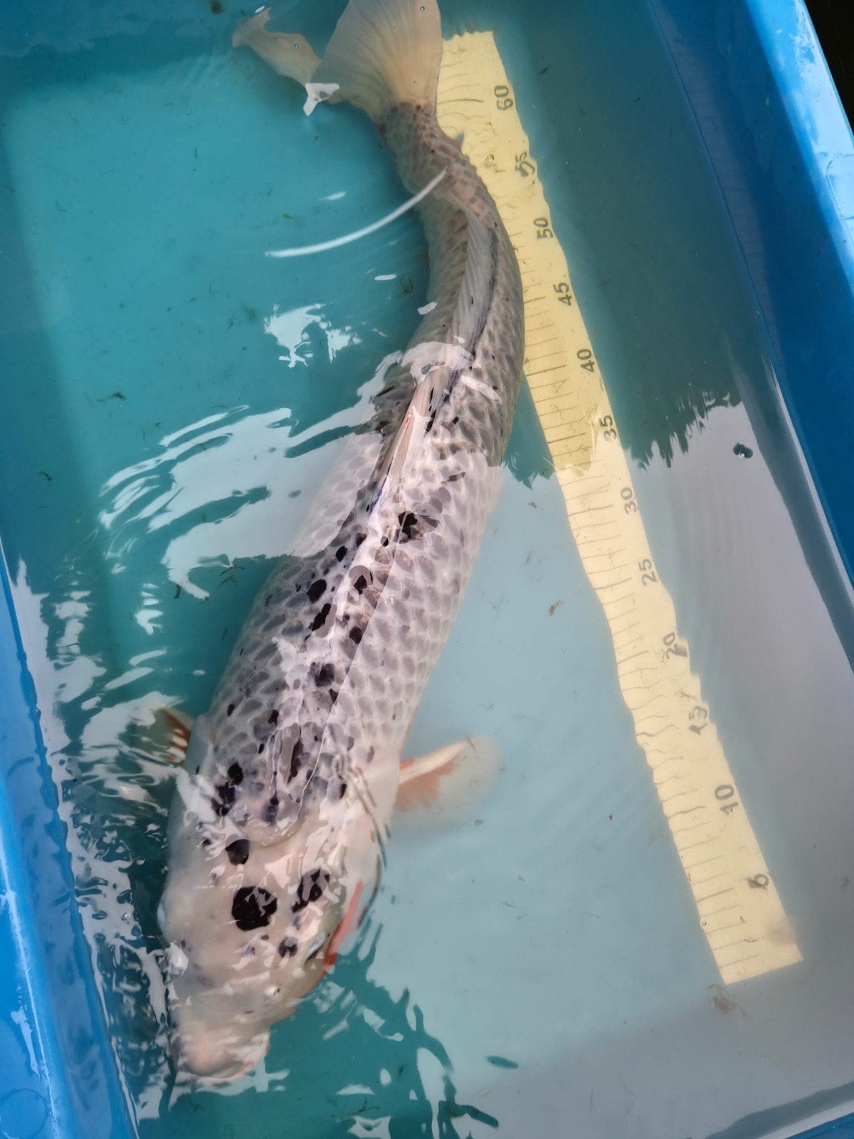 Japanse Asahi koi 65 cm, Dieren en Toebehoren, Vissen | Vijvervissen, Karper of Koi