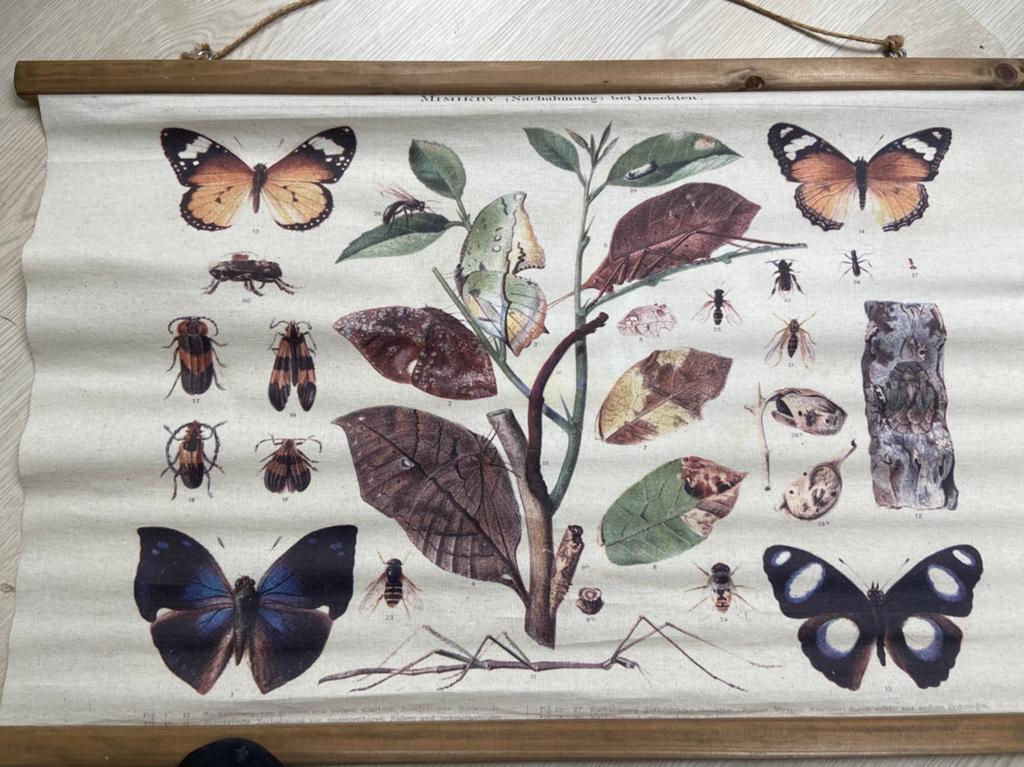 Wandkleed vlinders, Ophalen, Gebruikt, Overige typen