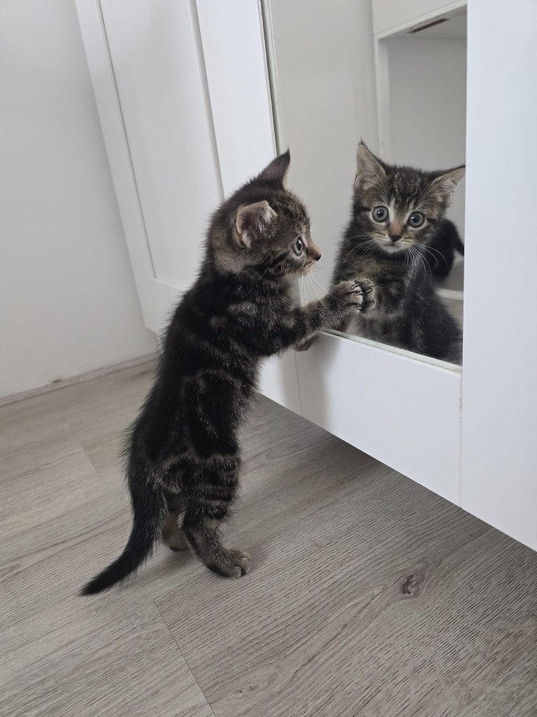 Twee lieve kittens, moeder Britse Korthaar, Dieren en Toebehoren, Katten en Kittens | Raskatten | Korthaar, Poes, 0 tot 2 jaar