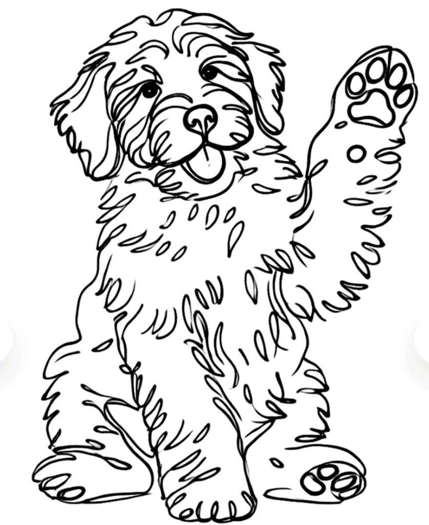 Speelvriendje gezocht voor onze potige Labradoodle, Ophalen