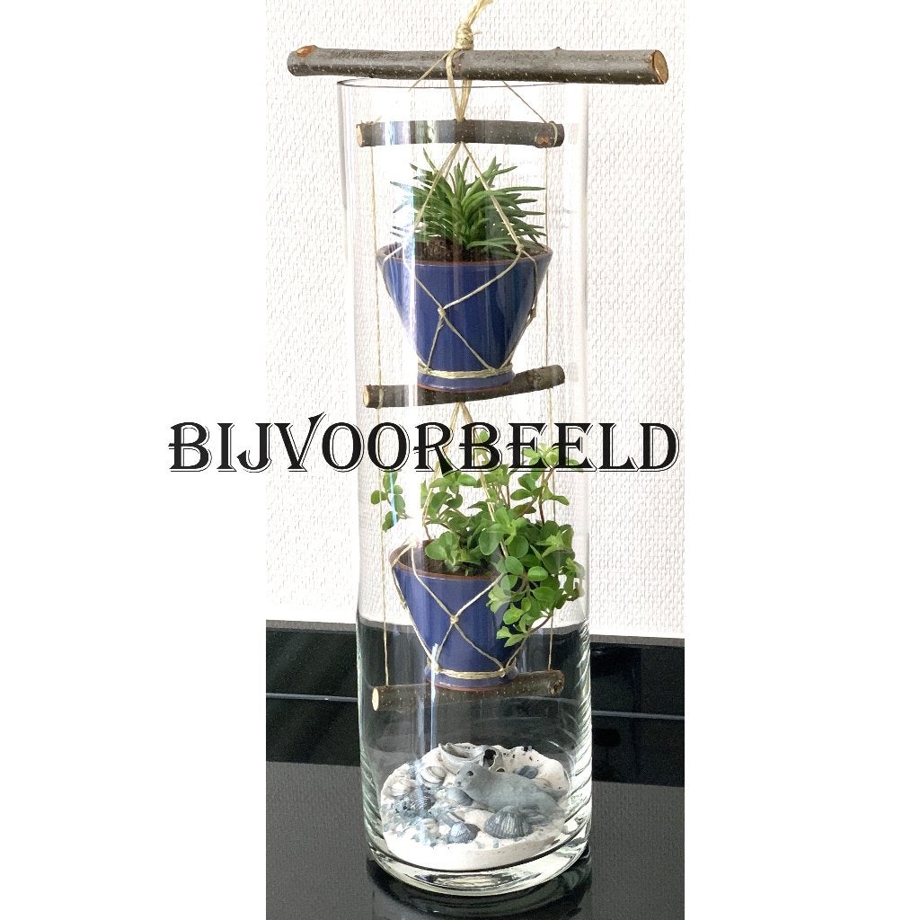 grote vierkante vaas Kan gebruikt worden als terrarium plant, Ophalen of Verzenden, Tak, Plant, Rots of Steen