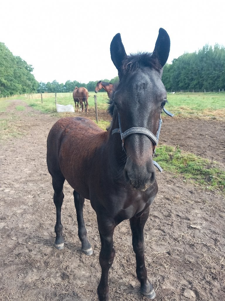 Fries hengst veulen, Dieren en Toebehoren, Paarden, Minder dan 160 cm, Met stamboom, Niet van toepassing, Dressuurpaard