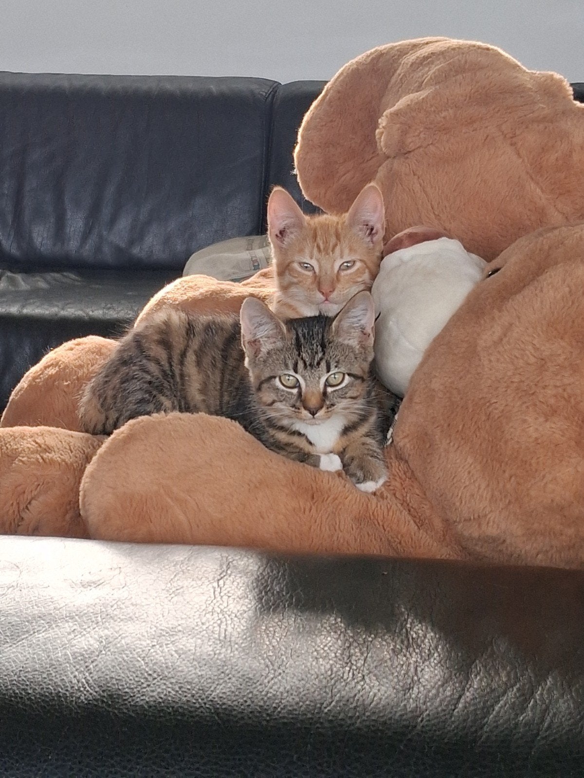 kitten, Meerdere dieren