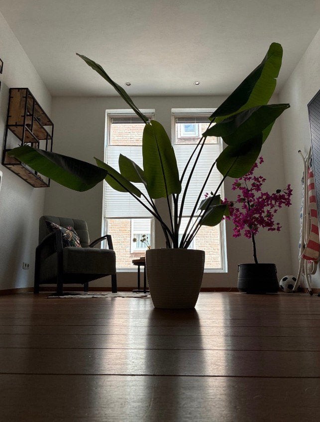 Kunstplant Strelitzia, Ophalen, Groen, Kunstplant, 150 cm