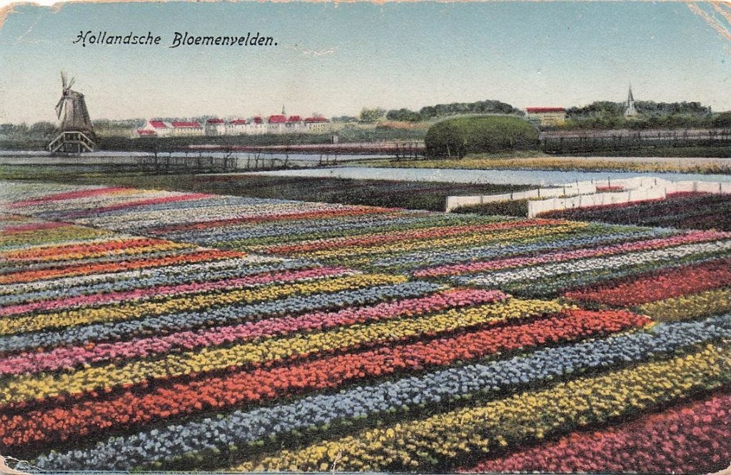 703-485-043 Hollandsche Bloemenvelden, Ophalen of Verzenden, Voor 1920, Noord-Holland