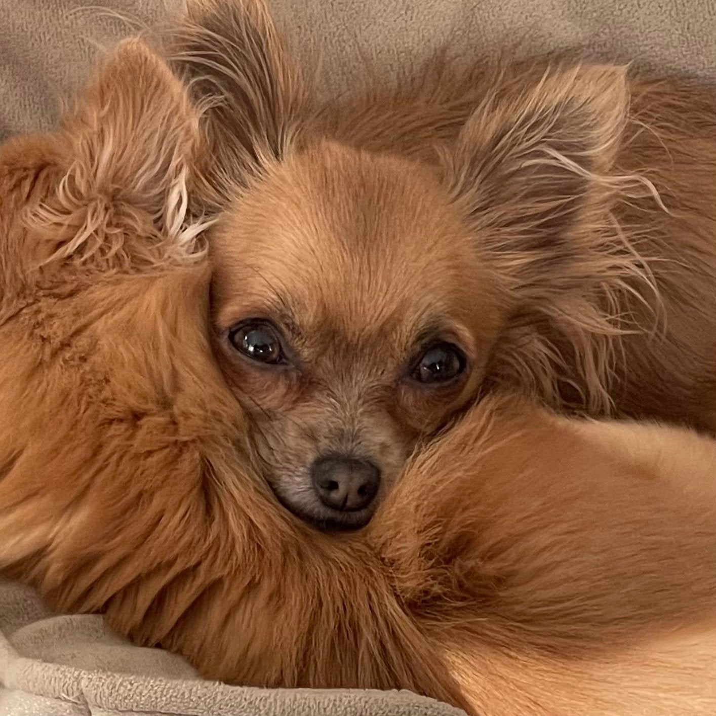 Gezocht: Langharig Chihuahua teefje tot 5 jaar, Ophalen