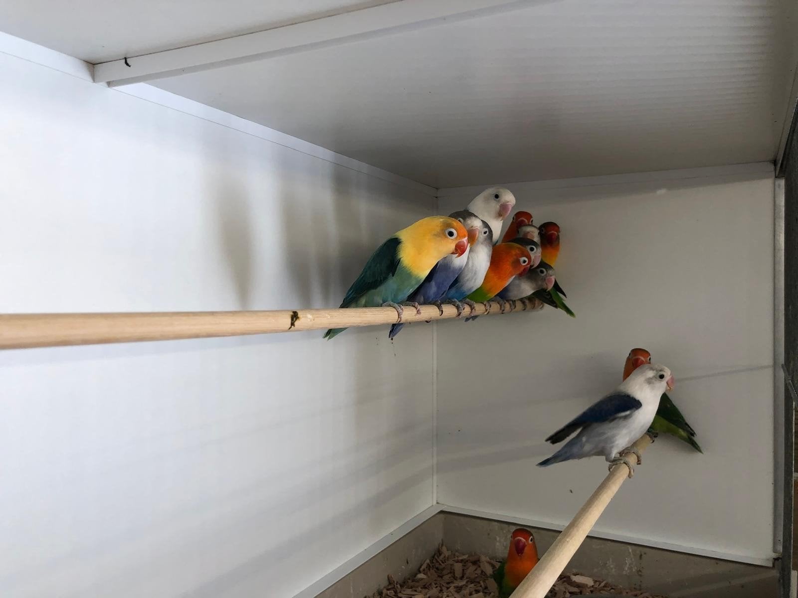 ficherie,s in div kleuren, Dieren en Toebehoren, Meerdere dieren, Parkiet