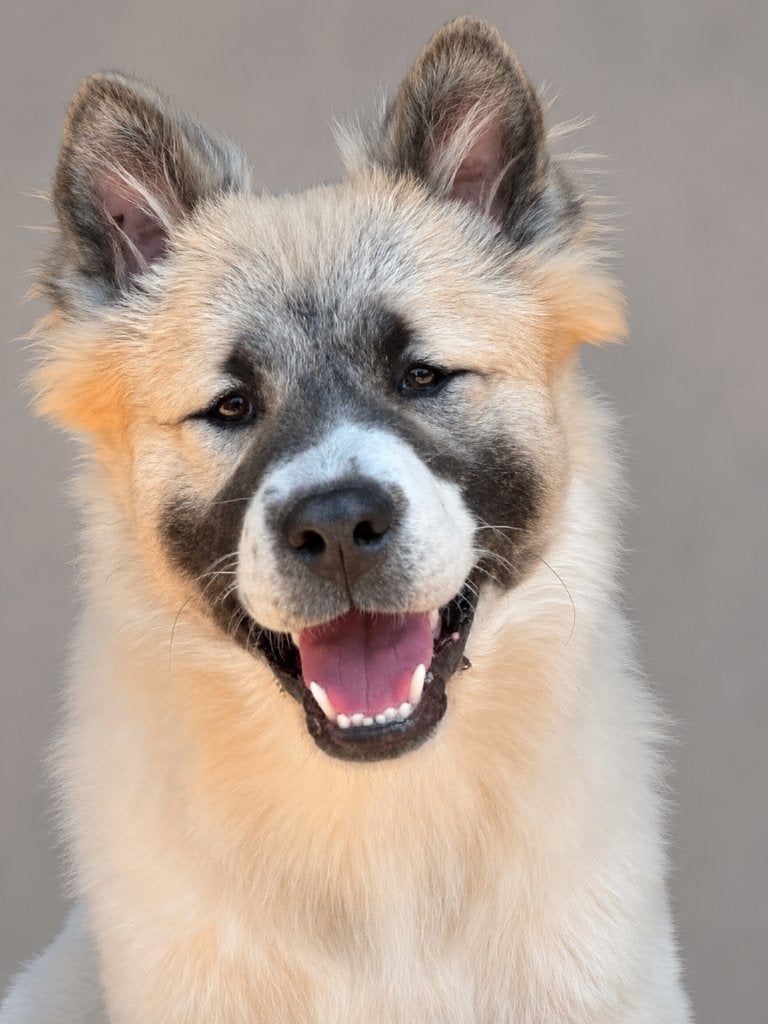 Thai Bangkaew pups reu en teefje, Parvo, 15 weken tot 1 jaar, Overige rassen, Meerdere