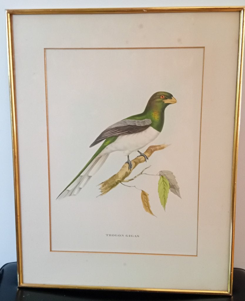 John Gould, Trogon Gigas, Dieren, Ophalen of Verzenden, Print, Papier