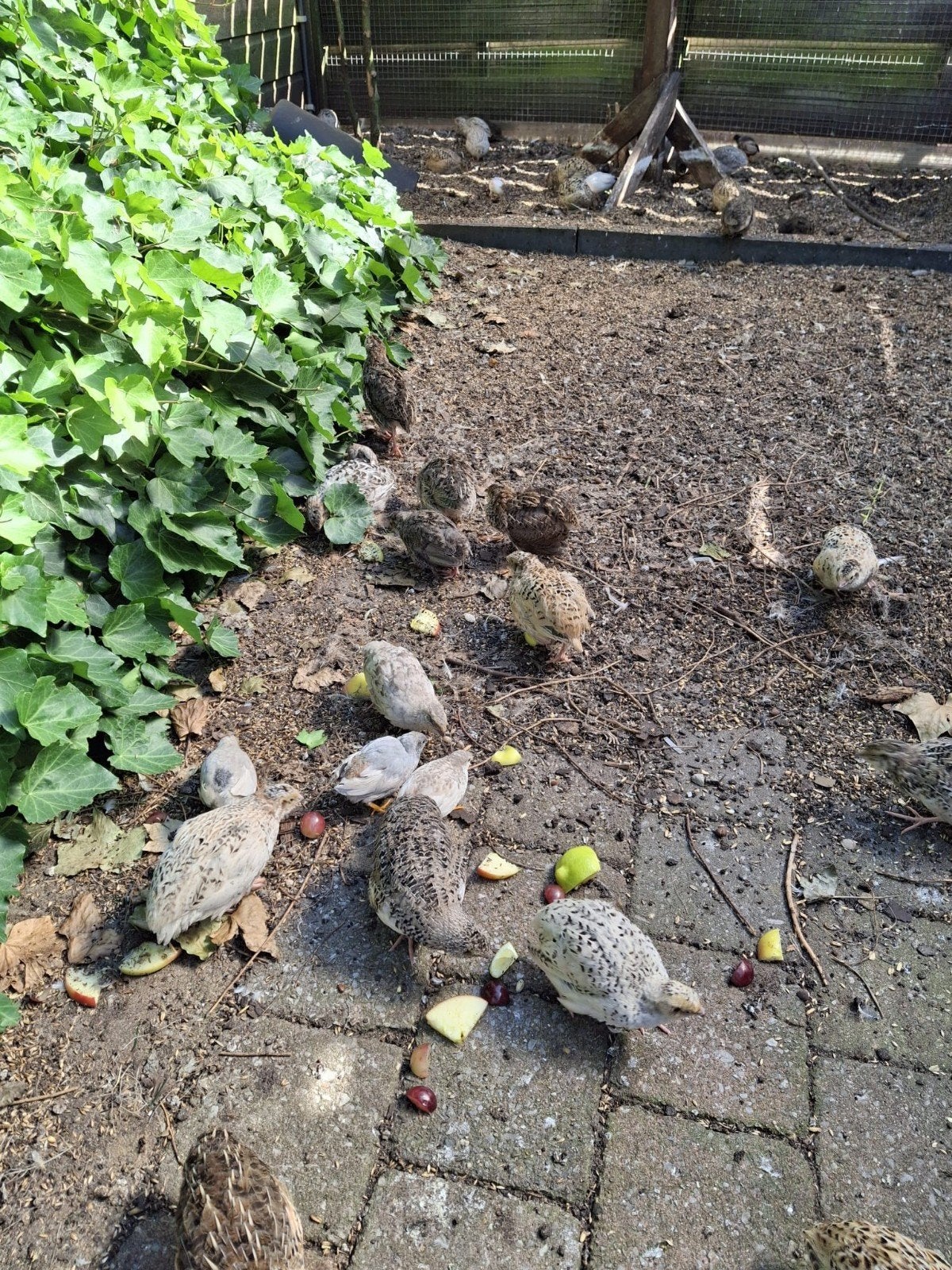 Japanse kwartels, Dieren en Toebehoren, Pluimvee, Meerdere dieren, Overige soorten