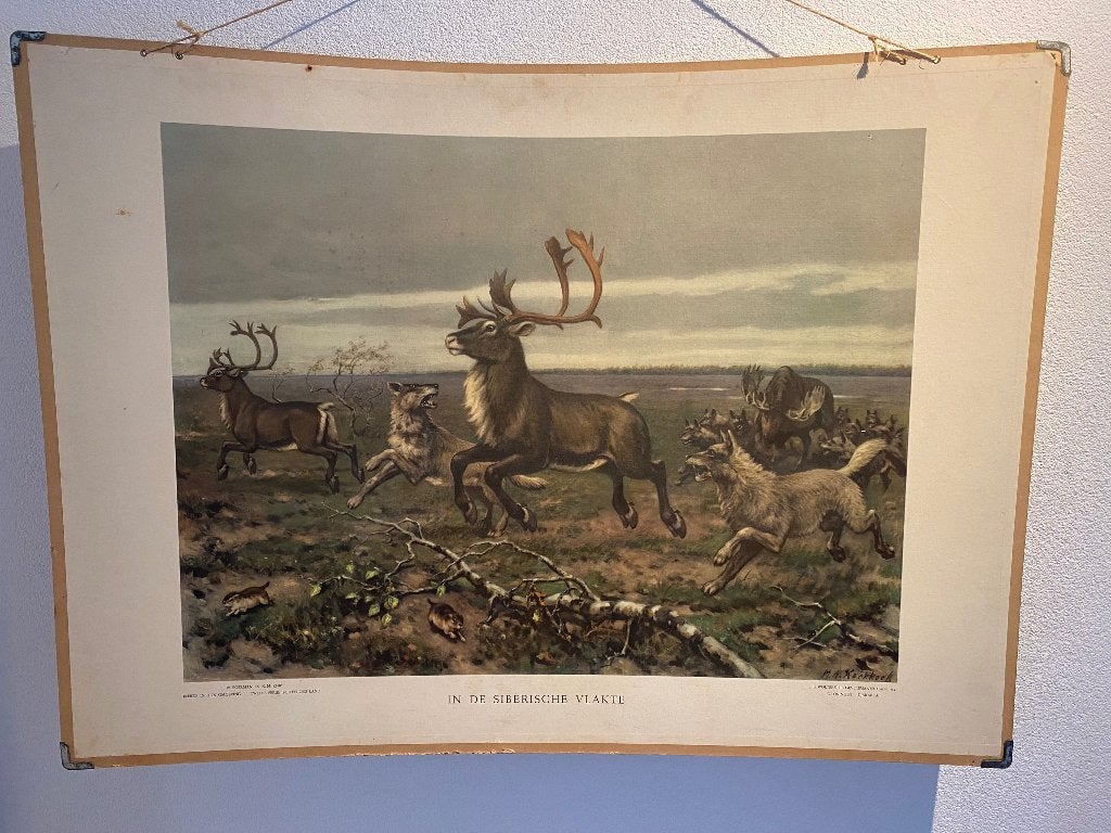 Vintage Biologie Schoolplaat: Noord-Amerikaanse Zoogdieren, Antiek en Kunst, Ophalen, Natuur en Biologie