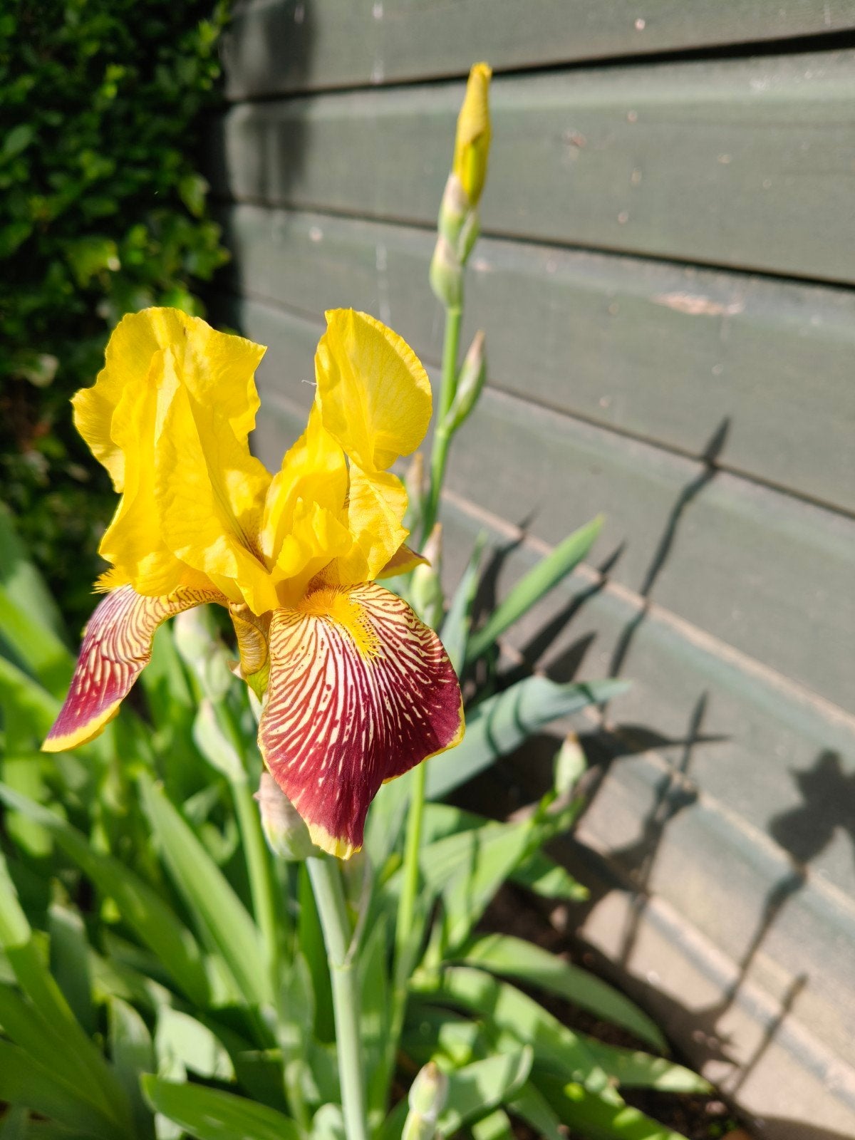 Iris germanica 'Nibelungen', geel, wortelstok, Tuin en Terras, Planten | Tuinplanten, Overige soorten, Volle zon, Vaste plant