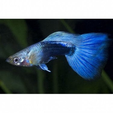 Jonge guppies verschillende kleuren, Vis