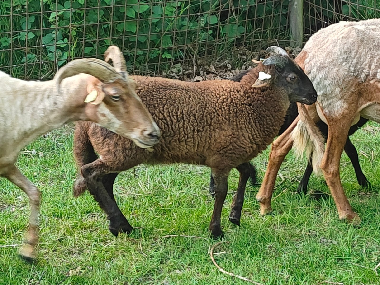 Drents heideschaap 5 ram lammeren, Mannelijk, Schaap