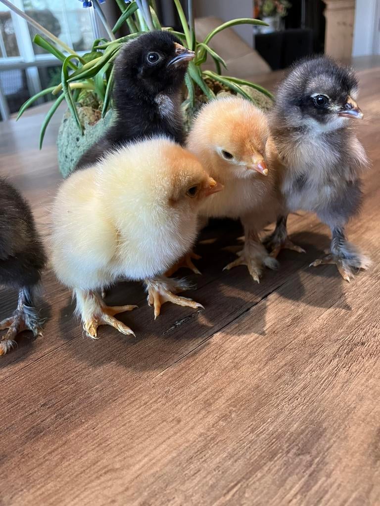 Schitterende kuikens!, Dieren en Toebehoren, Pluimvee, Geslacht onbekend, Kip