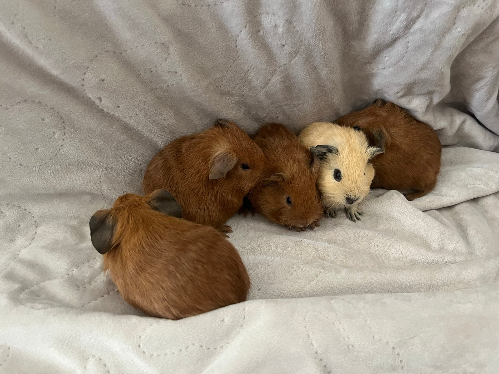 California cavia’s, 4 beertjes en 1 zeugje, Cavia, Augustus, Meerdere dieren, Tam