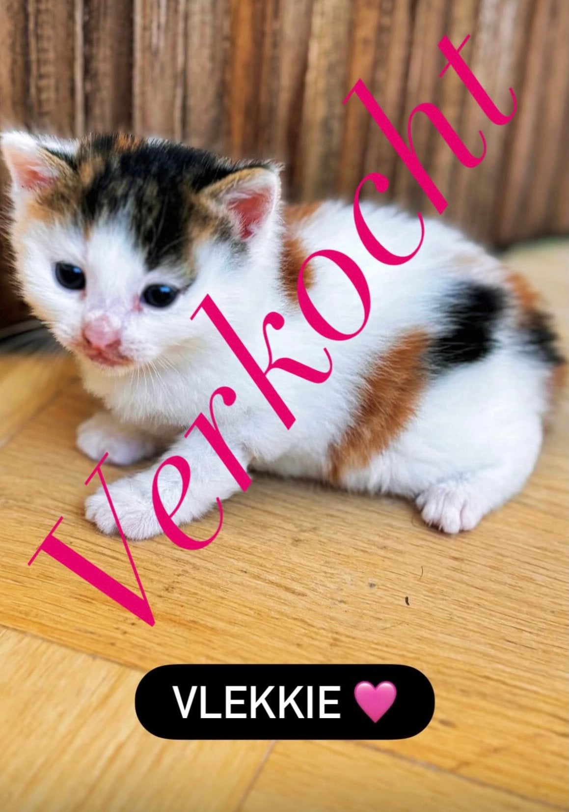 Kittens, Meerdere dieren, 0 tot 2 jaar