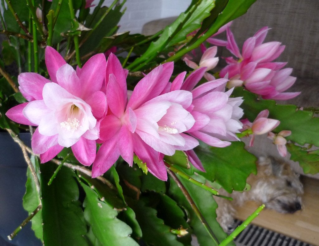 cactus - Epiphyllum assorti 3e, Ophalen of Verzenden, Cactus, Volle zon, Minder dan 100 cm
