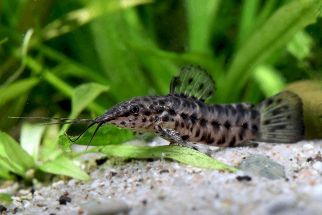 Hoplosternum thoracatum - Gevlekte pantsermeerval - Koidream