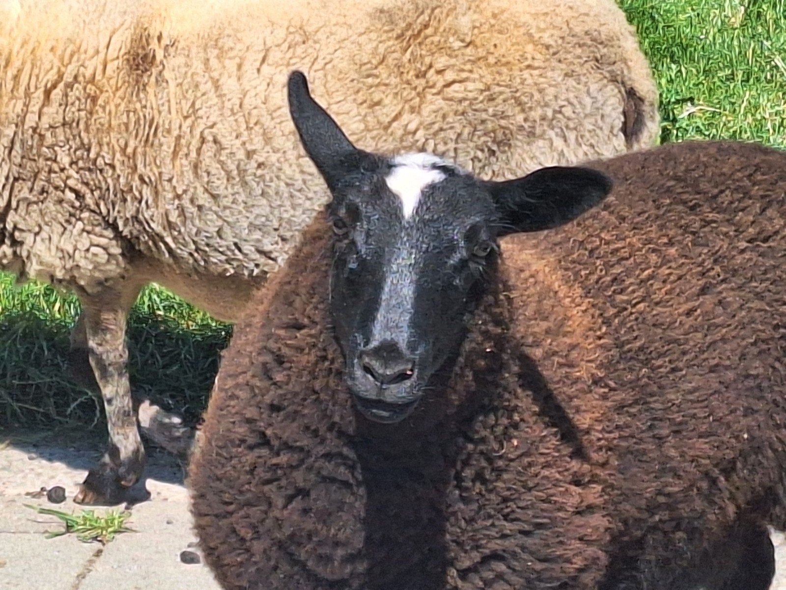ooi met groot ooi lam, Dieren en Toebehoren, Vrouwelijk, Schaap, 0 tot 2 jaar