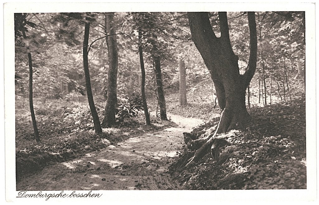 700385	Domburg	DomburgschemBosschen	Zeeland	Nette oude kaart, Ophalen of Verzenden, Voor 1920, Ongelopen, Zeeland