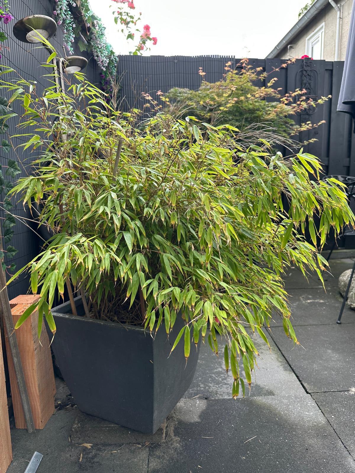 Bamboe plant, Tuin en Terras, Planten | Bomen, Ophalen, Bloeit niet, Halfschaduw, Overige soorten
