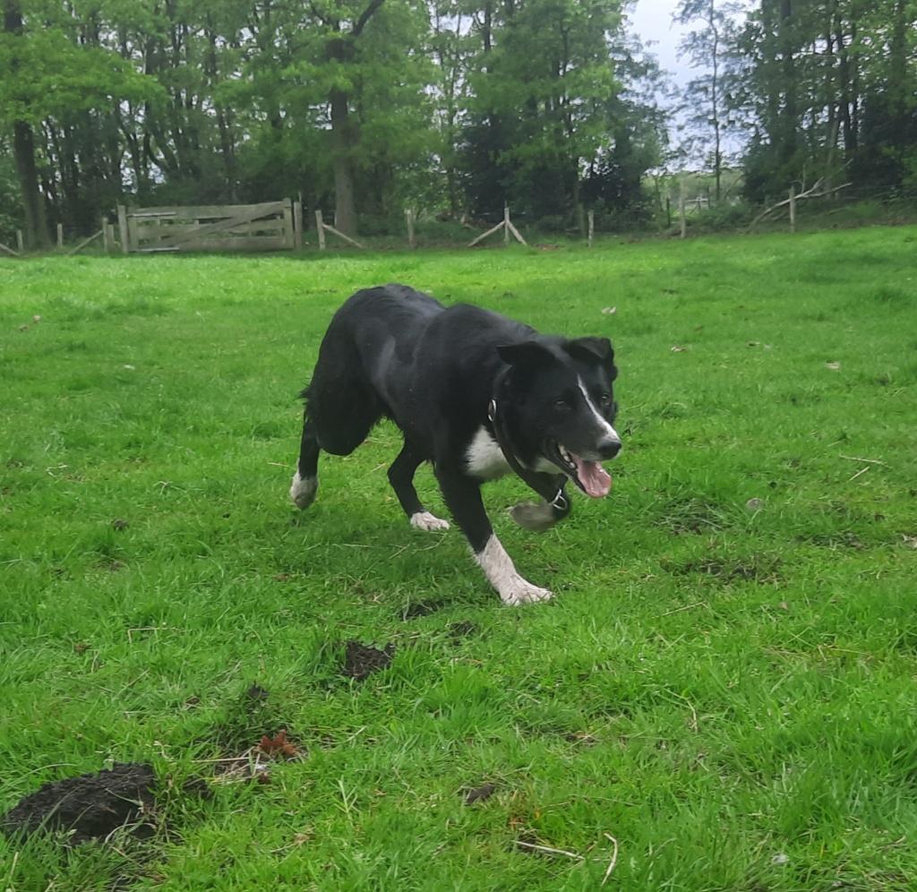 Bordercollie dekreu || Zwart-wit korthaar, Dieren en Toebehoren, Honden | Herdershonden en Veedrijvers, Reu, Parvo, Eén hond, 3 tot 5 jaar