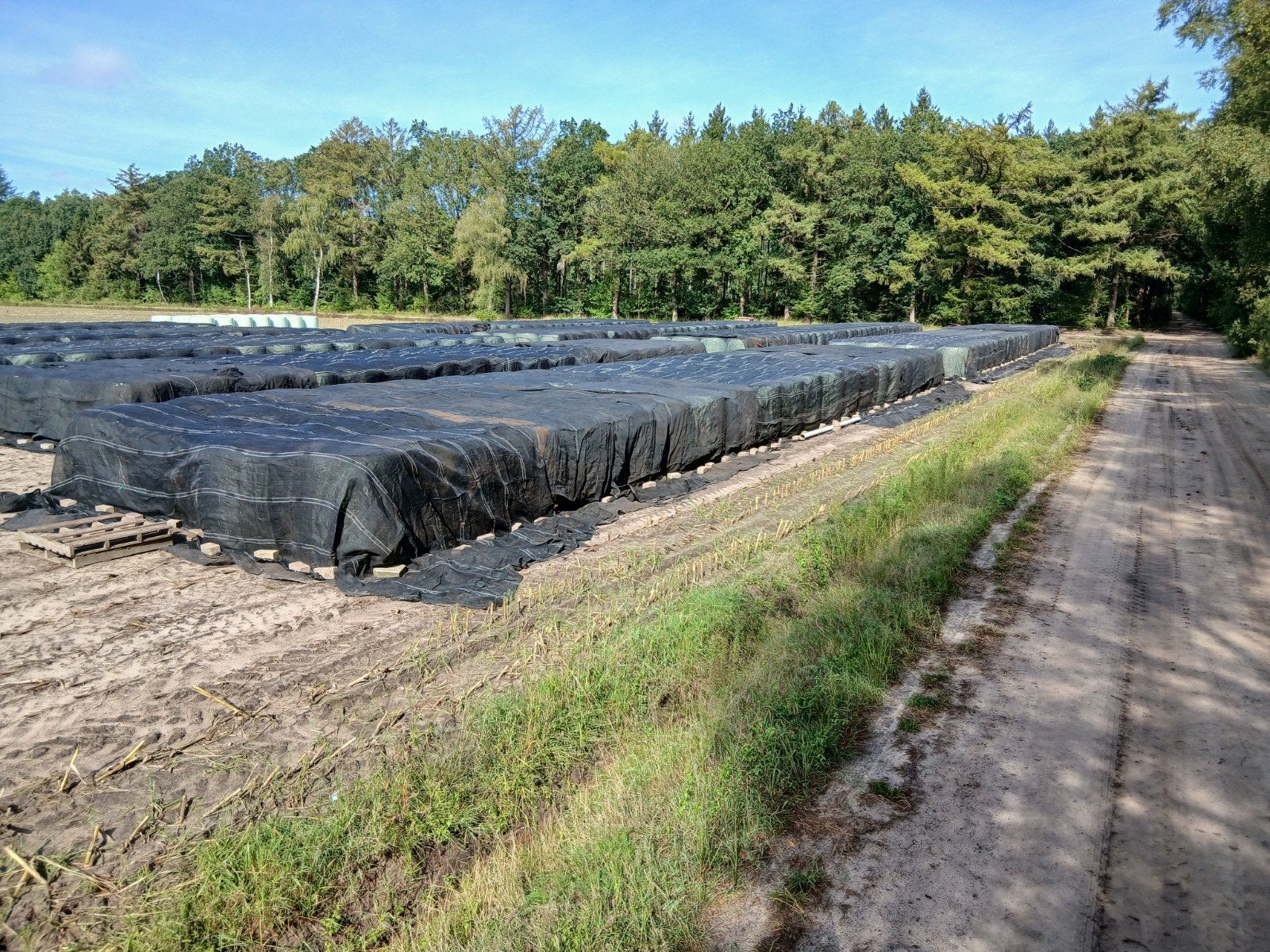 Snijmais maisbalen  groot Formaat , 1000 kg, Ophalen of Verzenden, Vee