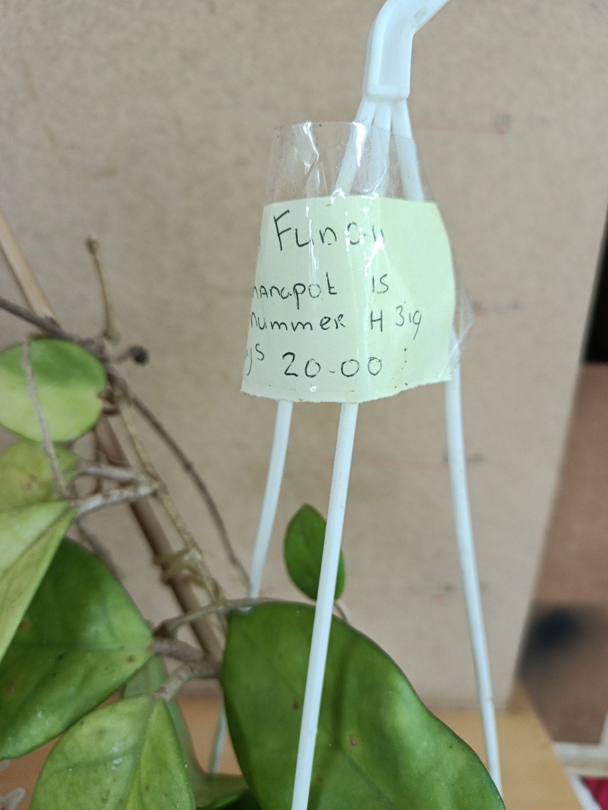 Hoya fungii in hangpot Reclame nr h319 bloem is uitgebloeid, Ophalen of Verzenden, Halfschaduw, Minder dan 100 cm