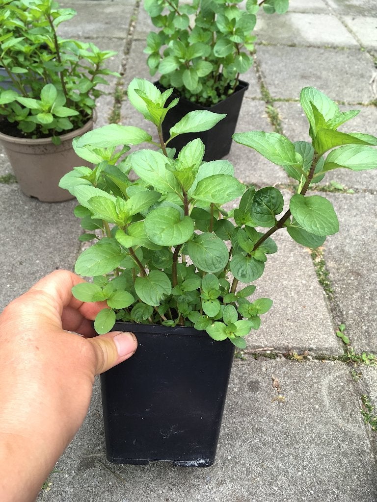 Chocolademunt, biologisch, Ophalen, Vaste plant, Halfschaduw, Kruiden