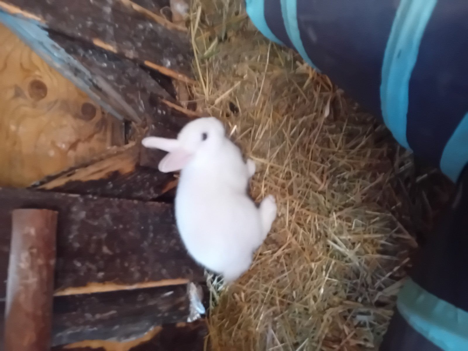 jonge konijnen, Dieren en Toebehoren, Meerdere dieren, 0 tot 2 jaar