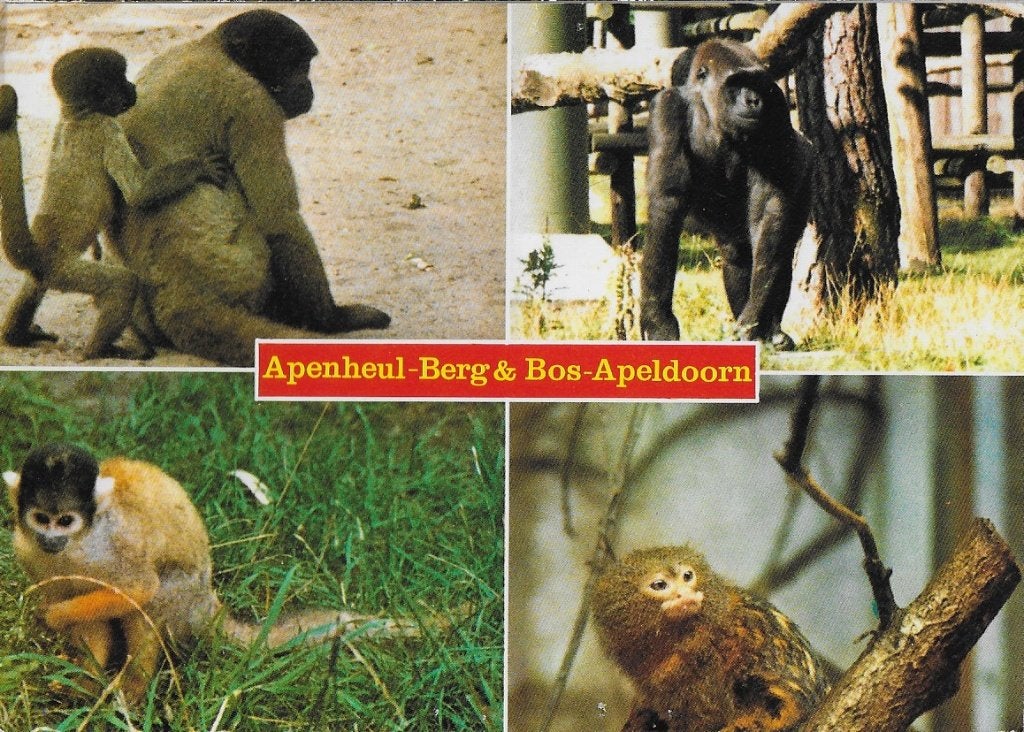 Apenheul Berg en Bos Gelopen Ansichtkaart ( A352 ), Verzamelen, Ansichtkaarten | Nederland, Ophalen of Verzenden, Voor 1920, Gelopen