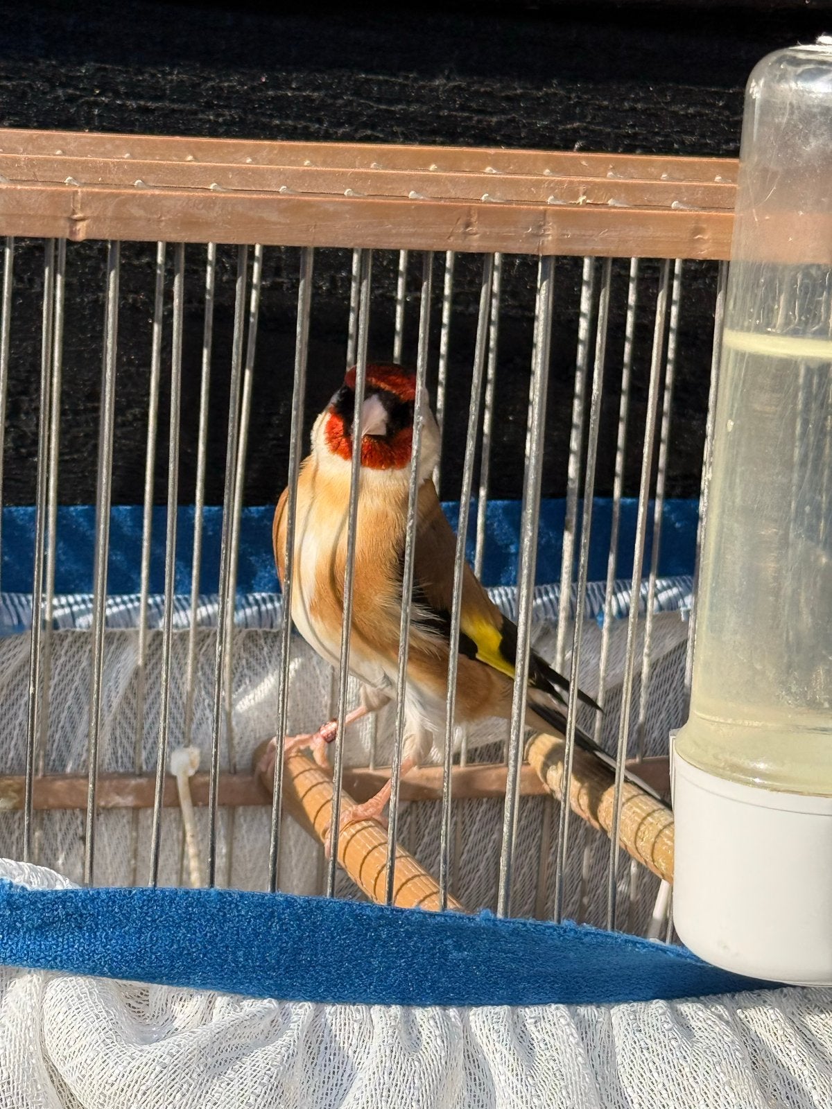 Parva putter 2025, Dieren en Toebehoren, Mannelijk, Wildzangvogel