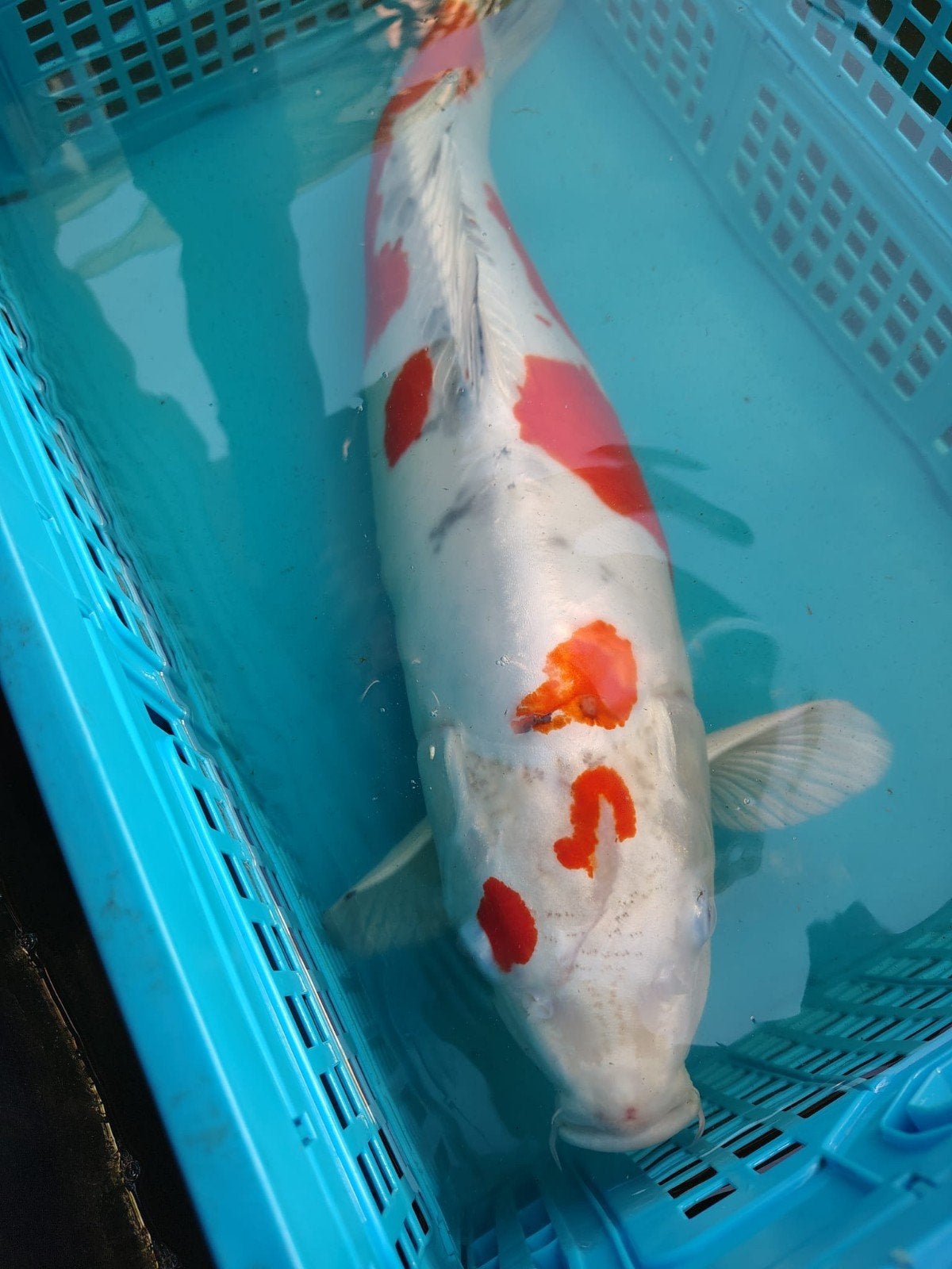 Japanse Beni Kikokuryu – 67 cm, Dieren en Toebehoren, Karper of Koi