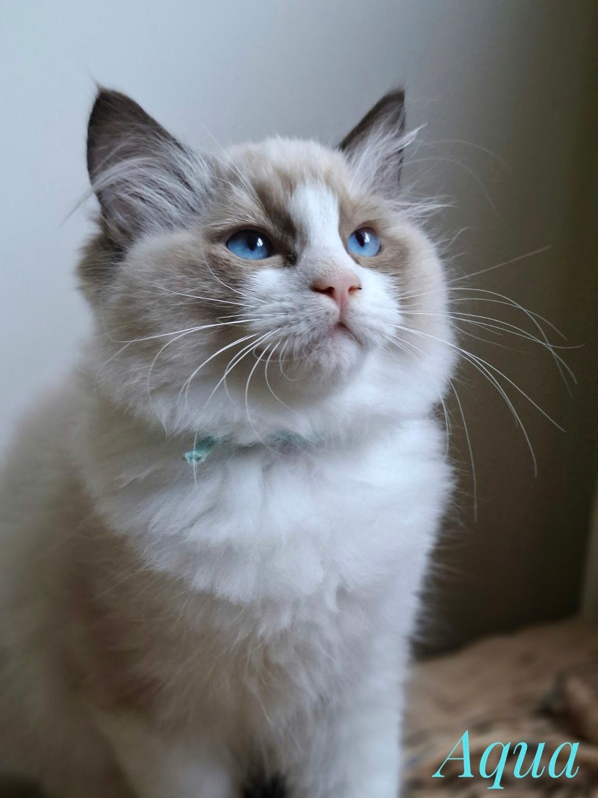 Prachtig mooie Ragdoll kittens!, Meerdere dieren, Gechipt, 0 tot 2 jaar