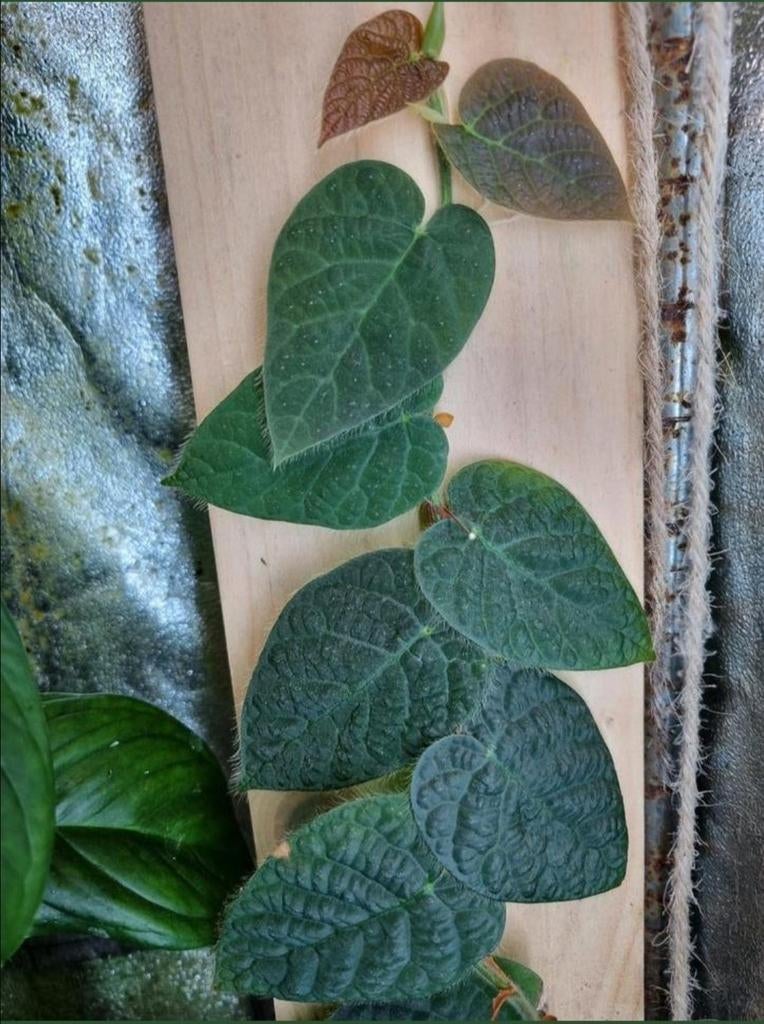 ficus villosa stek, Ophalen of Verzenden, Halfschaduw, Minder dan 100 cm