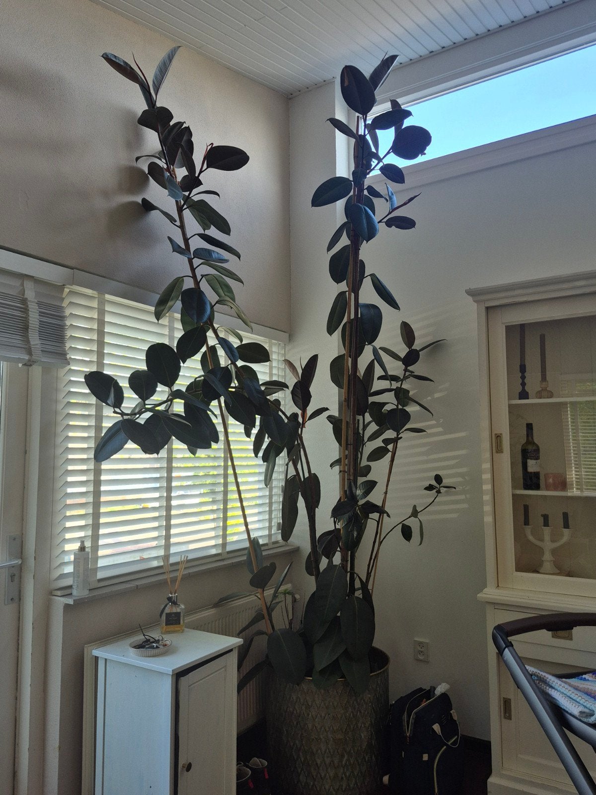 Grote Ficus Elastica (Rubberplant) - Meer dan 200 cm, Huis en Inrichting, Kamerplanten, Ficus, 200 cm of meer, In pot, Groene kamerplant