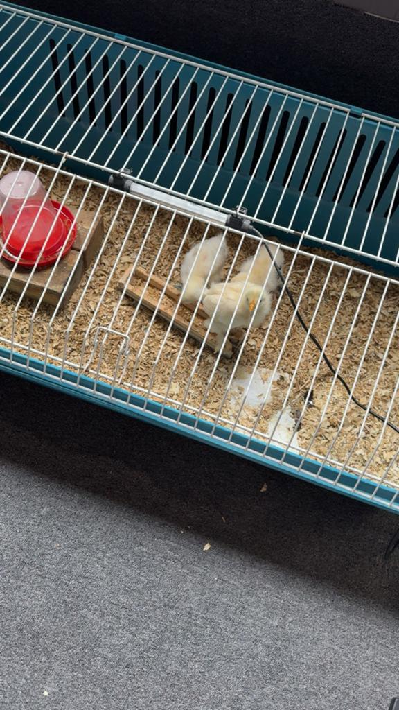 Kuikens, Geslacht onbekend, Kip