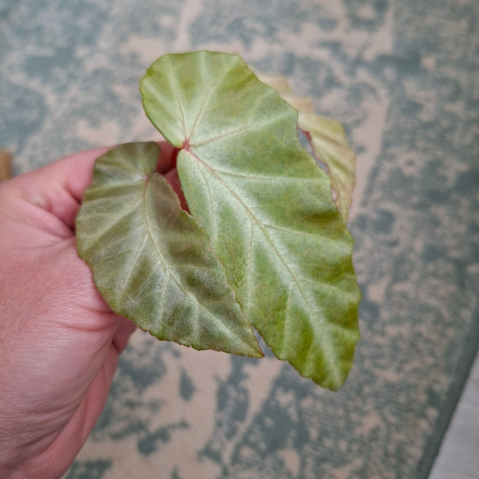Begonia Grey Feather stek, Ophalen of Verzenden, Halfschaduw, Minder dan 100 cm