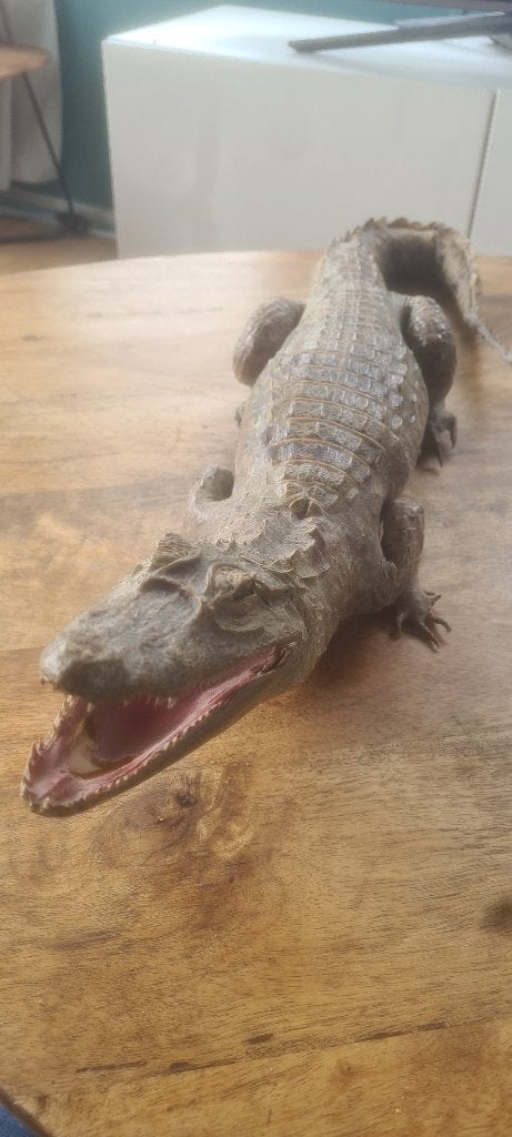 Opgezette kaaiman 65cm, Ophalen of Verzenden, Gebruikt, Reptiel of Amfibie, Opgezet dier