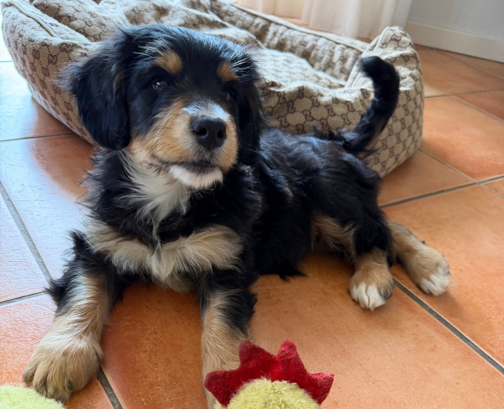 Mini bernedoodle pups te koop (Berner Sennen x Poedel), Dieren en Toebehoren, Poedel, 8 tot 15 weken, Parvo, Meerdere