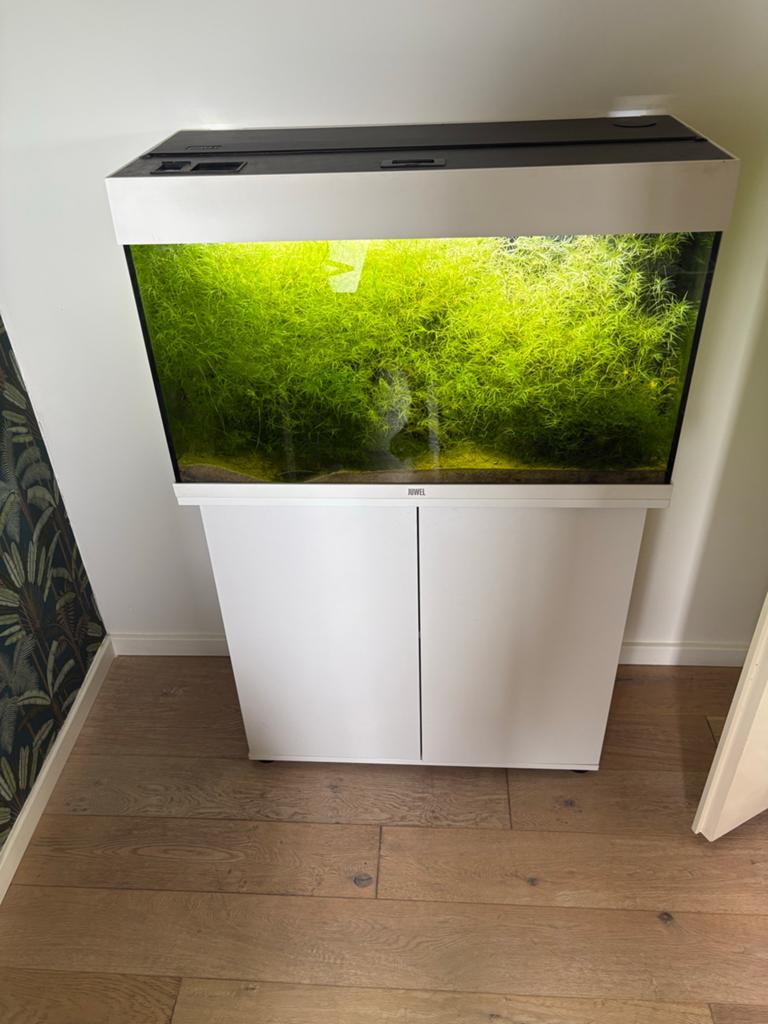 Aquarium Rio 125 Liter + garnalen, Ophalen, Gebruikt, Verwarming, Gevuld zoetwateraquarium