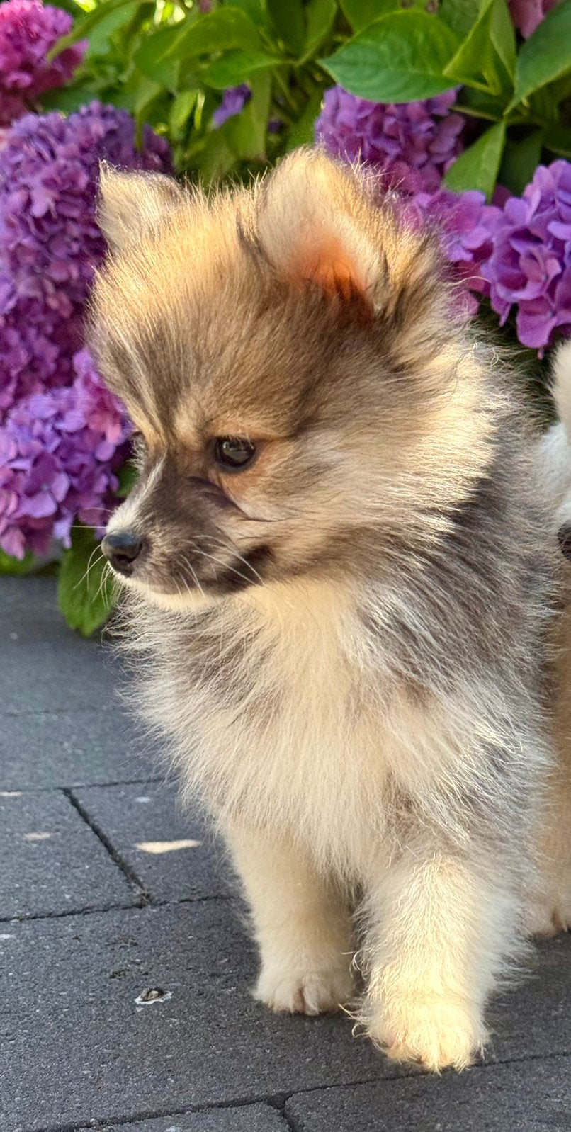 Pomsky pups mogen nest verlaten pomeriaan husky puppy”s, Dieren en Toebehoren, Parvo, Overige rassen, 8 tot 15 weken, Meerdere